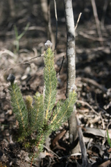 Serruria brownii