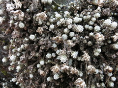 Leucogenes grandiceps