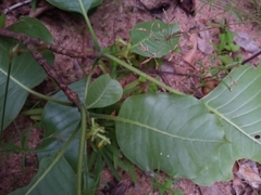 Image of Psychotria boenyana
