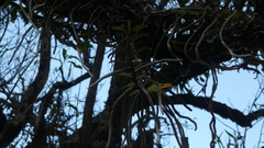 Rhipidoglossum subsimplex