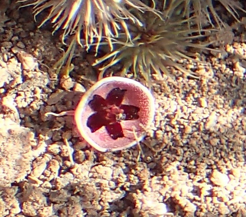 Ceropegia pillansii