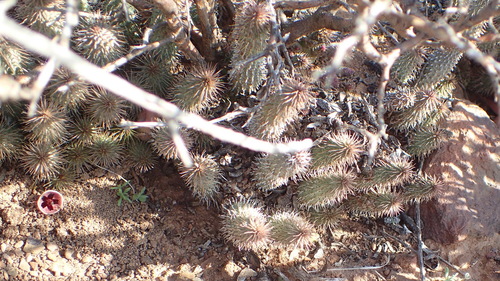 Ceropegia pillansii
