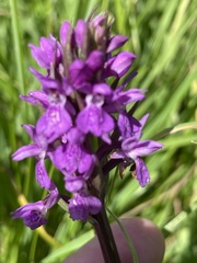 Dactylorhiza praetermissa