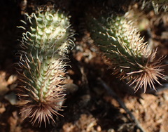 Huernia pillansii