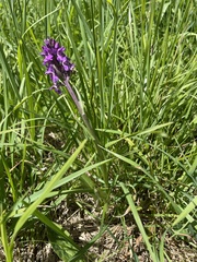 Dactylorhiza praetermissa