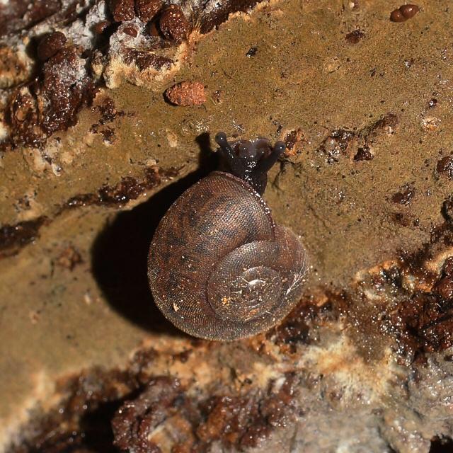 Bermagui Bristle Snail