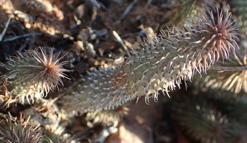 Ceropegia pillansii