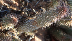 Huernia pillansii