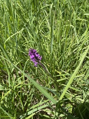 Dactylorhiza praetermissa