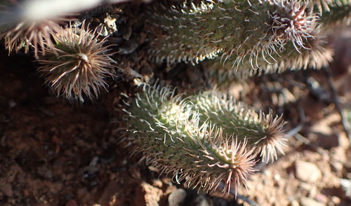 Ceropegia pillansii