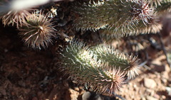 Huernia pillansii