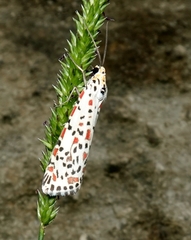 Utetheisa lotrix