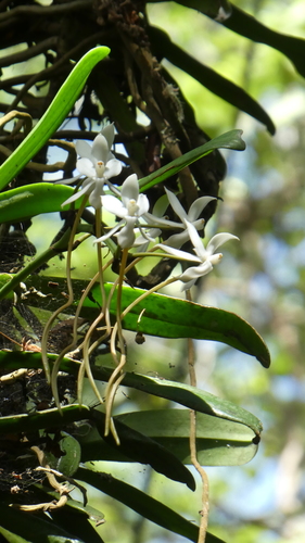 Aerangis thomsonii