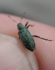 Phyllobius intrusus