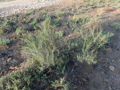 Asparagus recurvispinus