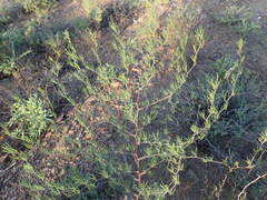 Asparagus recurvispinus