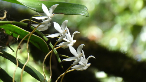 Aerangis thomsonii