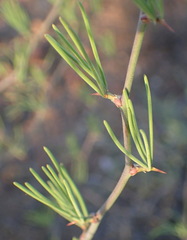 Asparagus recurvispinus
