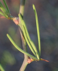 Asparagus recurvispinus