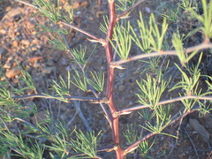Asparagus recurvispinus