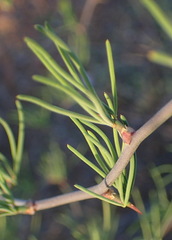 Asparagus recurvispinus