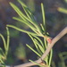 Asparagus recurvispinus - Photo (c) Nicola van Berkel, alguns direitos reservados (CC BY-SA), uploaded by Nicola van Berkel