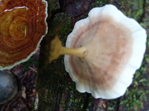 Microporus image