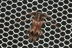 Exocentrus adspersus