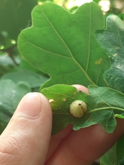 Neuroterus quercusbaccarum