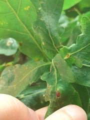 Neuroterus quercusbaccarum