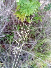 Setaria madecassa
