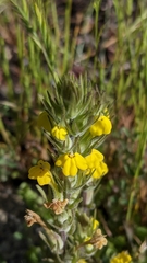 Castilleja lacera