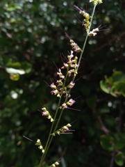 Setaria madecassa