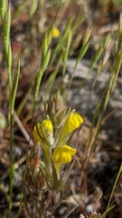 Castilleja lacera