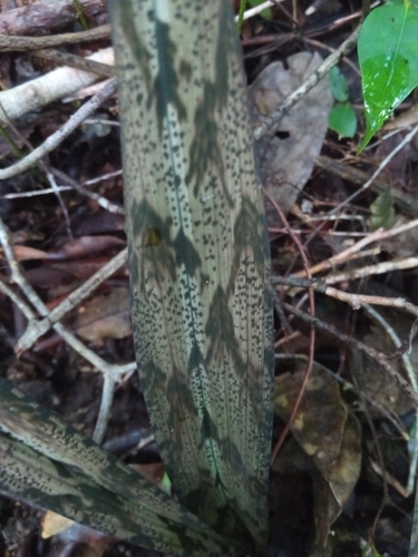 Eulophia spathulifera