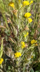 Castilleja lacera