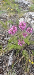 Pedicularis rubens