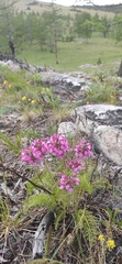 Pedicularis rubens