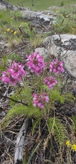 Pedicularis rubens