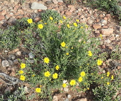 Osteospermum sinuatum