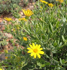 Osteospermum sinuatum