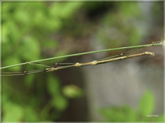 Phraortes formosanus