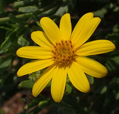 Osteospermum sinuatum