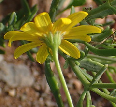 Osteospermum sinuatum