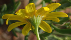 Osteospermum sinuatum