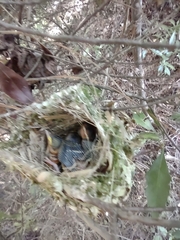 Vireo griseus
