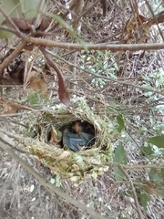 Vireo griseus