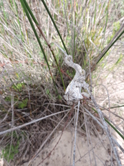 Bradypodion occidentale