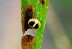 Hypognatha