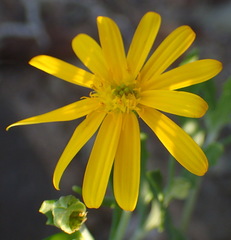 Osteospermum sinuatum